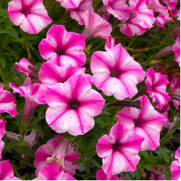 Петуния Supertunia Mini Vista Pink Star (Супертуния Мини Виста Пинк Стар) Петуния Supertunia Mini Vista Pink Star (Супертуния Мини Виста Пинк Стар)