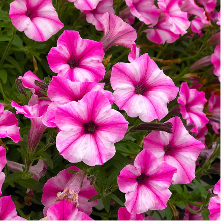 Петуния Supertunia Mini Vista Pink Star (Супертуния Мини Виста Пинк Стар)