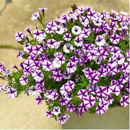 Петуния Supertunia Mini Vista Violet Star (Супертуния Мини Виста Вайлет Стар) Петуния Supertunia Mini Vista Violet Star (Супертуния Мини Виста Вайлет Стар)