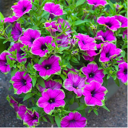 Петуния Supertunia Picasso In Purple (Супертуния Пикассо ін Перпл)