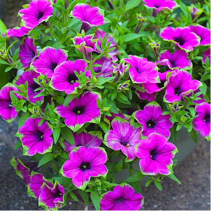 Петуния Supertunia Picasso In Purple (Супертуния Пикассо ін Перпл)