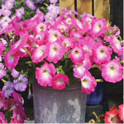 Петуния Sweetunia Baby Pink (Свитуния Бэйби Пинк)