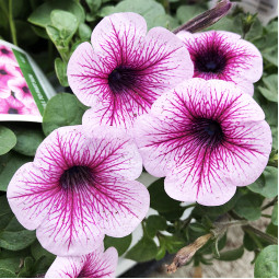 Петуния Sweetunia Burgundy Gem (Свитуния Бургунди Джем)