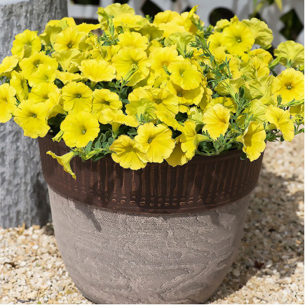 Петуния Sweetunia Yellow (Свитуния Еллоу)