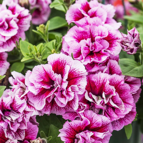 Петуния Tumbelina Francesca (Тумбелина Франческа) - купить с доставкой ...