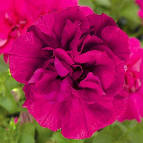 Петуния Tumbelina Savanna (Тумбелина Саванна) - купить с доставкой по ...