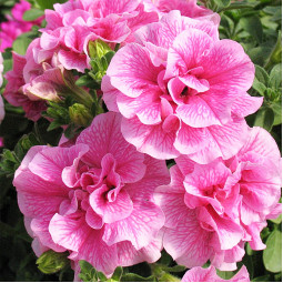 Петуния Viva Double Pink (Вива Дабл Пинк)