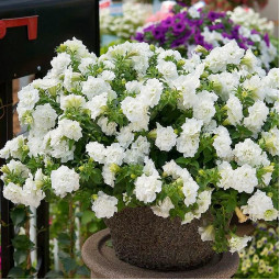 Петуния Viva Double White (Вива Дабл Вайт)
