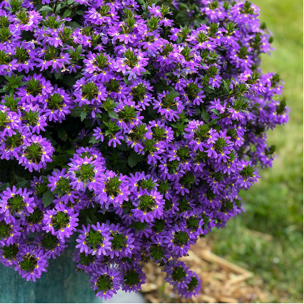 Сцевола приємна Saphira Purple Blue (Емула Сапфіра Пьорпл Блу)
