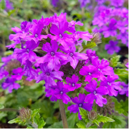 Вербена Homestead Purple (Хомстед Пьорпл)