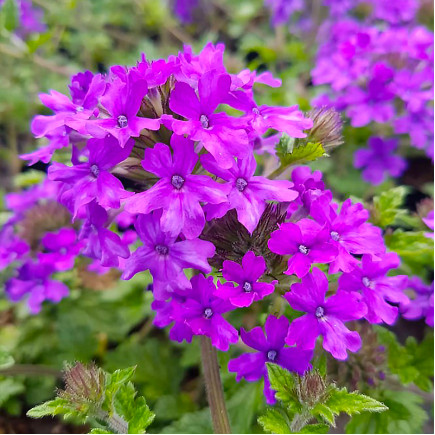 Вербена Homestead Purple (Хомстед Перпл)