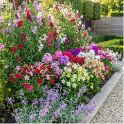 Комплект насіння квітів Солодкі аромати