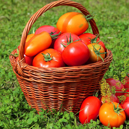 Комплект насіння Салатні томати