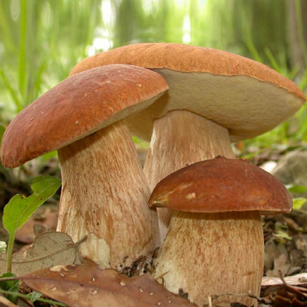 Белый гриб сетчатый 50 г (мицелий грибов)