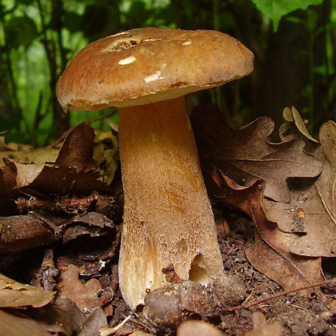 Білий гриб сітчастий 50 г (міцелій грибів)