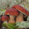 Белый гриб сосновый 10 г (мицелий грибов)