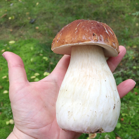 Белый гриб Боровик 50 г (мицелий грибов)