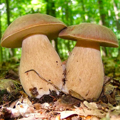 Білий гриб Дубовик 50 г (міцелій грибів)
