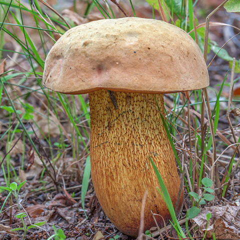 Белый гриб Дубовик 50 г (мицелий грибов)