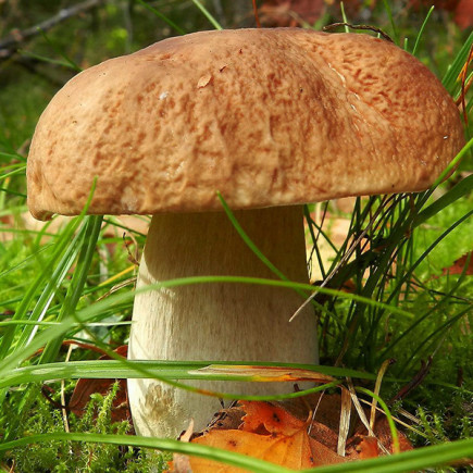 Білий гриб березовий 10 г (міцелій грибів)