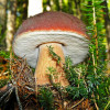 Білий гриб ялиновий 10 г (міцелій грибів)