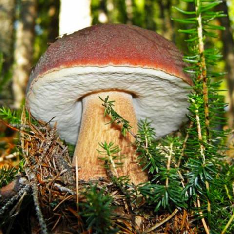 Белый гриб еловый 50 г (мицелий грибов)