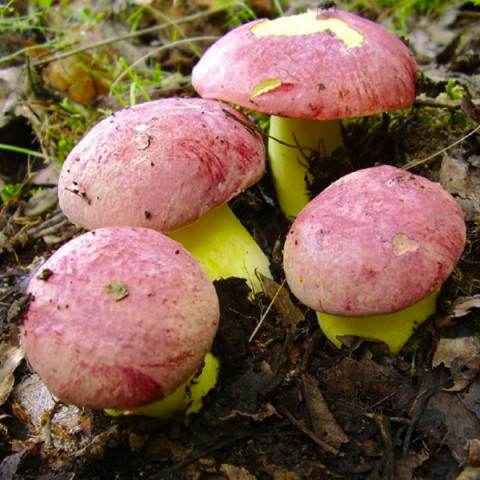 Мицелий грибов - инструкция по выращиванию, все что нужно знать