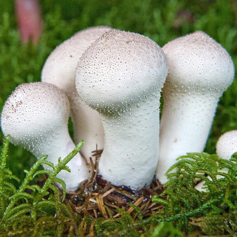 Дождевик съедобный 50 г (мицелий грибов)