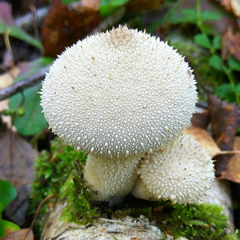 Дождевик съедобный 50 г (мицелий грибов)