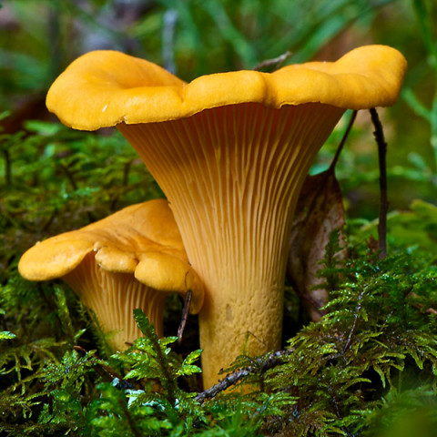 Лисичка желтая 50 г (мицелий грибов)