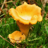 Лисичка желтая 10 г (мицелий грибов)