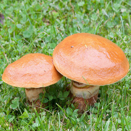 Маслята звичайні 10 г (міцелій грибів)