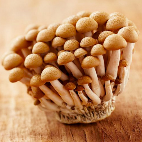 Опеньок мармуровий 50 г (міцелій грибів)