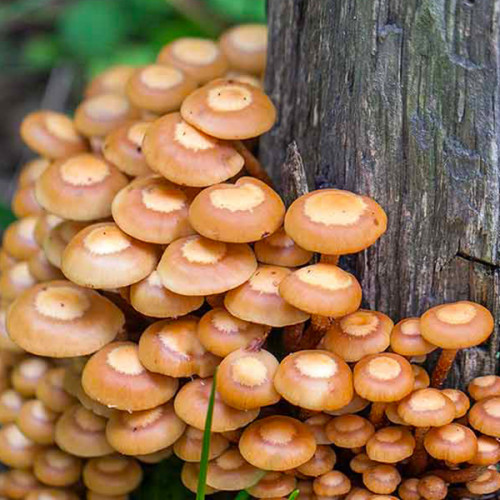 Опенок летний 50 г (мицелий грибов) - купить с доставкой по Украине, цена в  — Яскрава Клумба