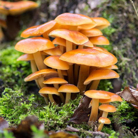 Опеньок зимовий 50 г (міцелій грибів)