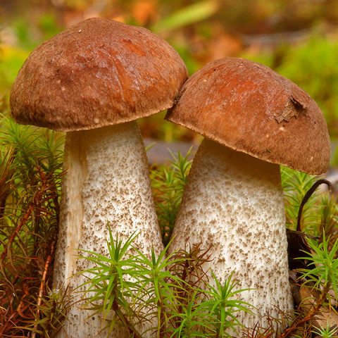 Подберезовик обыкновенный 50 г (мицелий грибов)