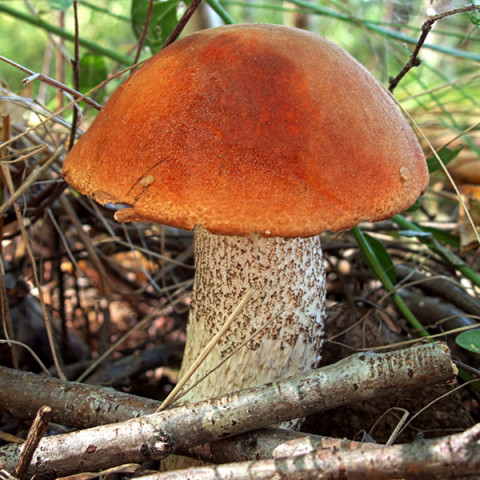 Підосиковик звичайний 50 г (міцелій грибів)