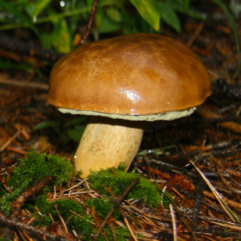 Польский гриб 50 г (мицелий грибов)