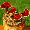 Рейши 50 г (мицелий грибов)