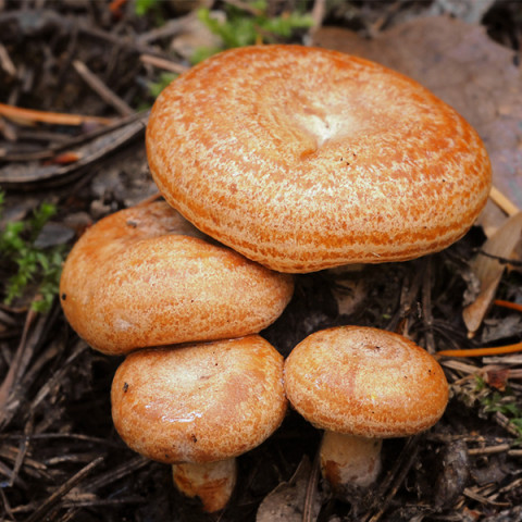 Рижик 50 г (міцелій грибів)