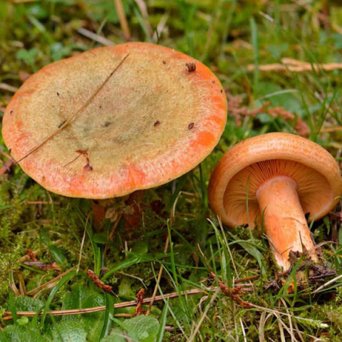 Рыжик 50 г (мицелий грибов)