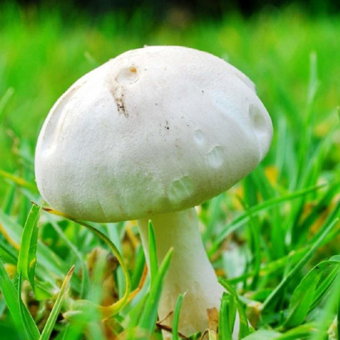 Шампиньон Садовый 50 г (мицелий грибов)