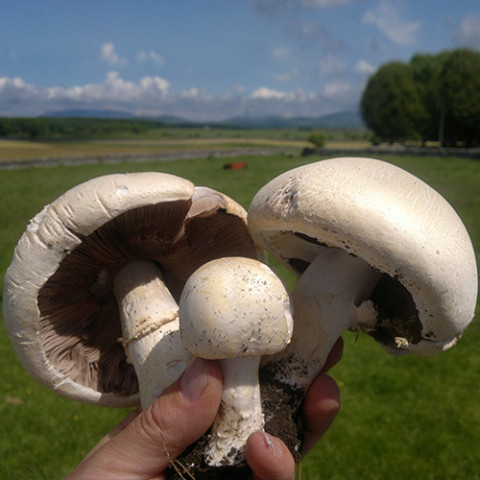 Шампиньон Садовый 50 г (мицелий грибов)