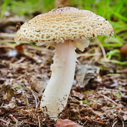 Шампиньон Августовский 50 г (мицелий грибов)