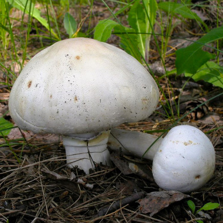 Шампиньон Крупноплодный 50 г (мицелий грибов)