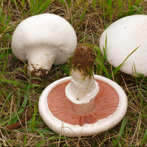Шампиньон Луговой 50 г (мицелий грибов)