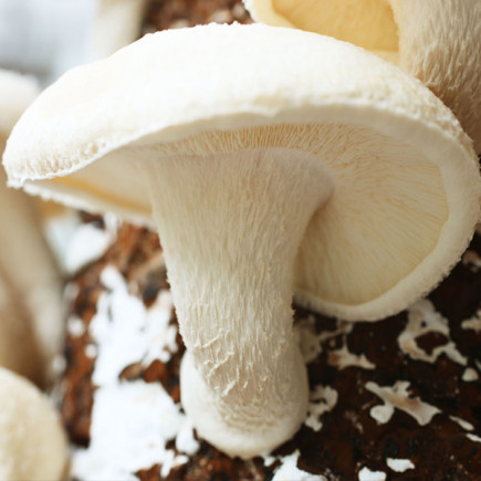 Шиїтаке Білий Китайський 50 г (міцелій грибів)