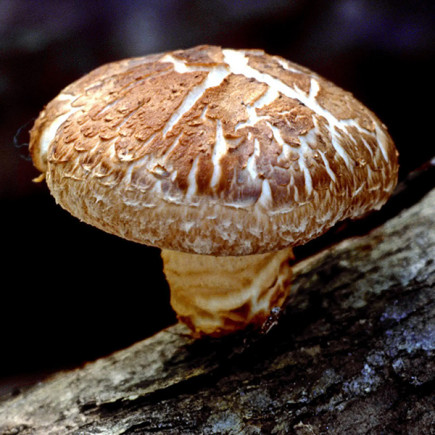 Шиитаке Императорский 10 г (мицелий грибов)