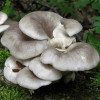 Глива звичайна 10 г (міцелій грибів)