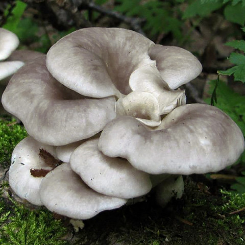 Вешенка обыкновенная 50 г (мицелий грибов)